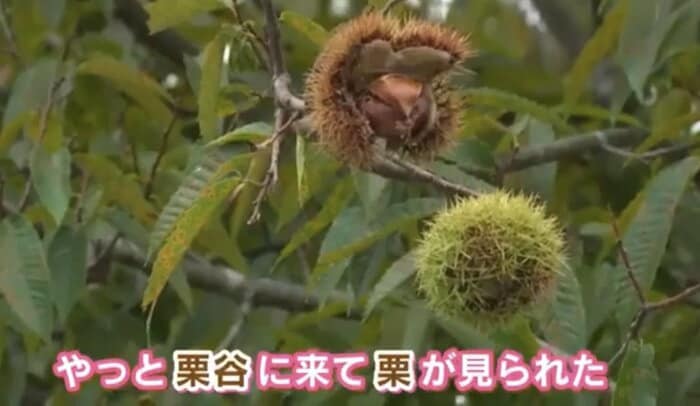「栗谷でやっと栗が見られた！」と喜ぶ辰已アナ