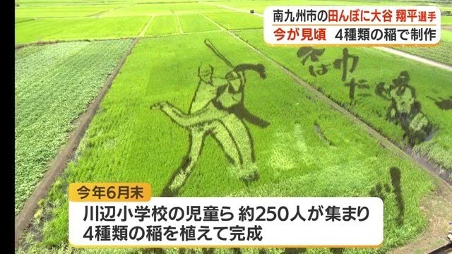 見頃になった田んぼ
