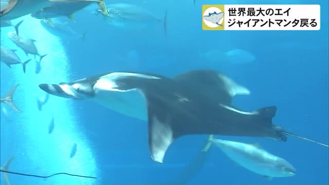 沖縄美ら海水族館に世界最大のエイが帰ってきた!