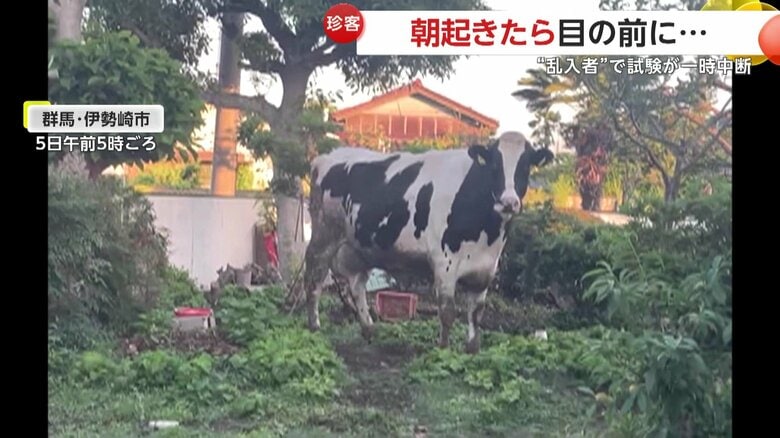 「一瞬夢かと」朝起きたら庭に“牛”が…近隣の牧場から侵入か？運転免許センターに“ニホンカモシカ”乱入で試験一時中断も　群馬・福島｜FNNプライムオンライン