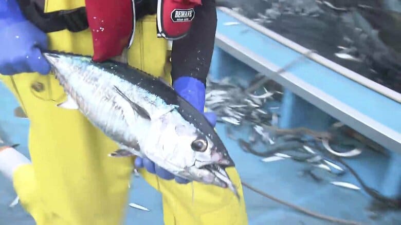 「ウジャウジャいたらしんどいで」マグロ獲れても放流　国際会議では漁獲枠拡大ならず　旬のイカやトビウオの漁獲量は激減｜FNNプライムオンライン