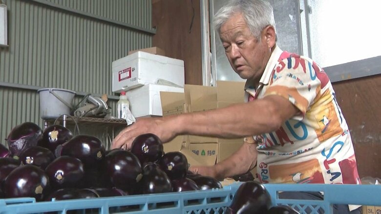 愛知で栽培する農家は1戸だけに…岡崎市で「水ナス」の出荷始まる アクが少なく生のまま食べられるのが特徴｜FNNプライムオンライン