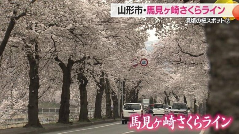 ＜見ごろの桜スポット＞馬見ヶ崎さくらライン　川沿いに2.3キロ続く圧巻の「サクラのトンネル」【山形発】｜FNNプライムオンライン