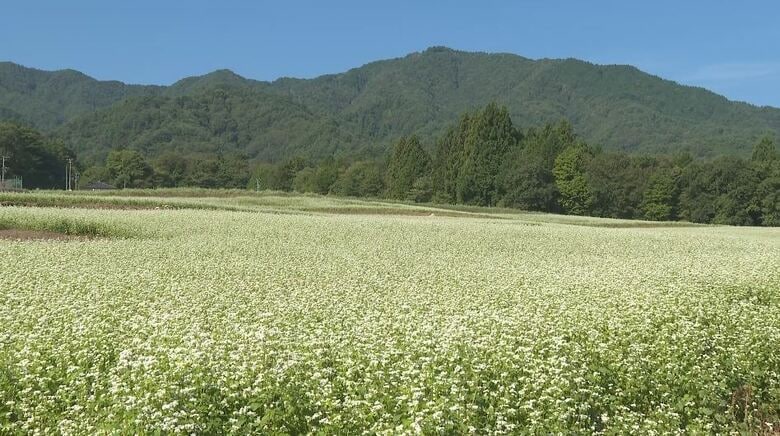 まるで白い絨毯　秋ソバの花が見頃　長野・下條村｜FNNプライムオンライン