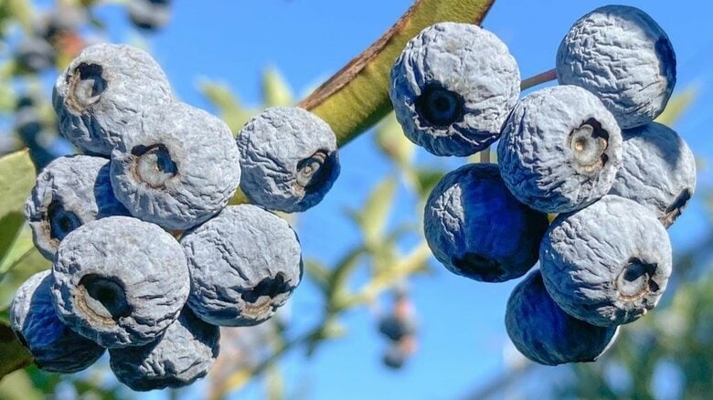 味わいは干し葡萄のよう？見た目が“ちょっと”なシワシワのブルーベリーが気になる…どれくらい甘いのか農園に聞いた｜FNNプライムオンライン