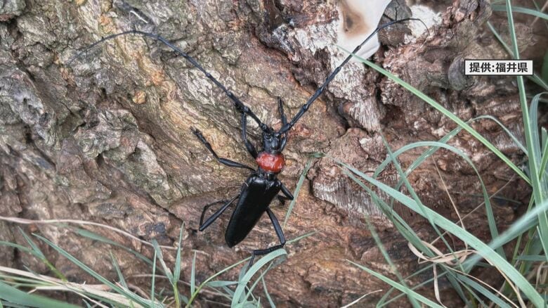 「とうとう来たか」特定外来生物クビアカツヤカミキリを北陸で初確認　「1年で木を枯らすことも」日本海側最大のウメ産地に危機感｜FNNプライムオンライン