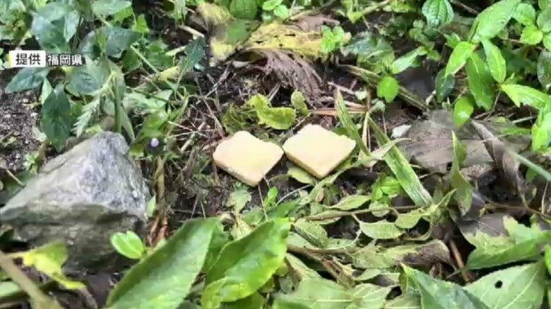 豚熱まん延防止へ糸島市でもワクチン散布　ビスケット状のエサに入れた600個　死んだ野生イノシシが感染　県内でこれまでに10例　福岡｜FNNプライムオンライン