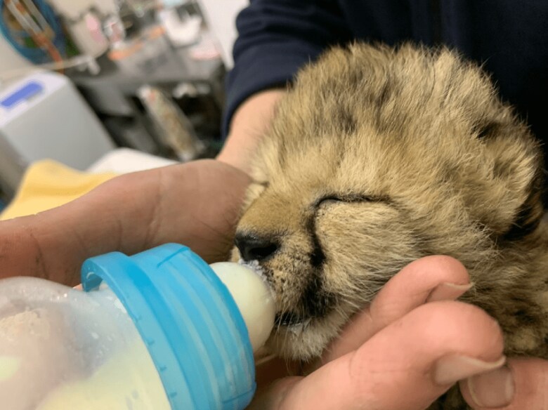 提供:姫路セントラルパーク チーターの赤ちゃん