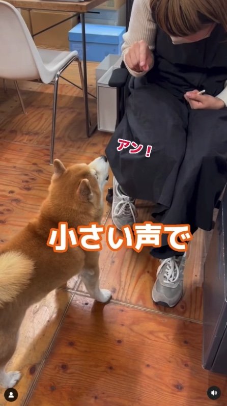 「小さい声でワン」に、小さく「ワン」（提供：エイトデザイン）