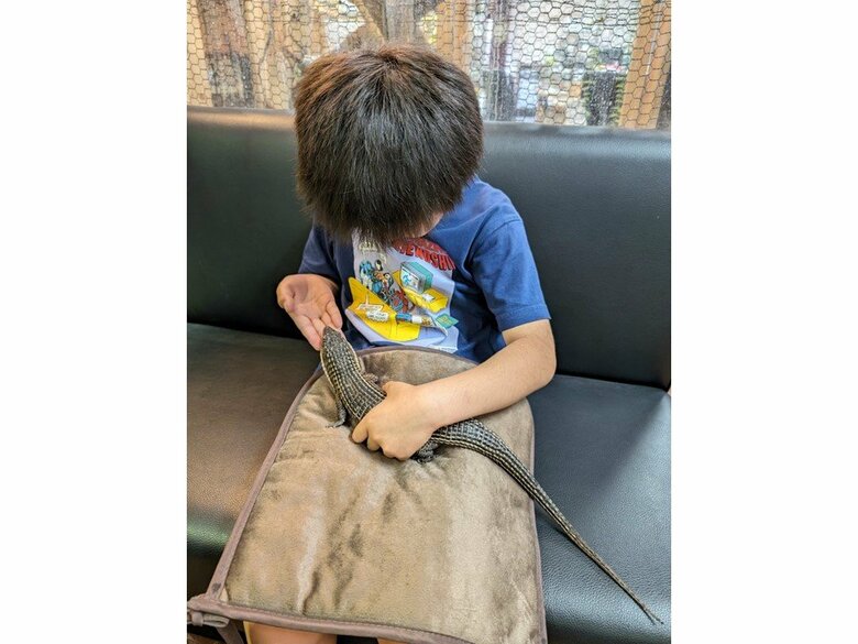 オニプレートトカゲと息子さん