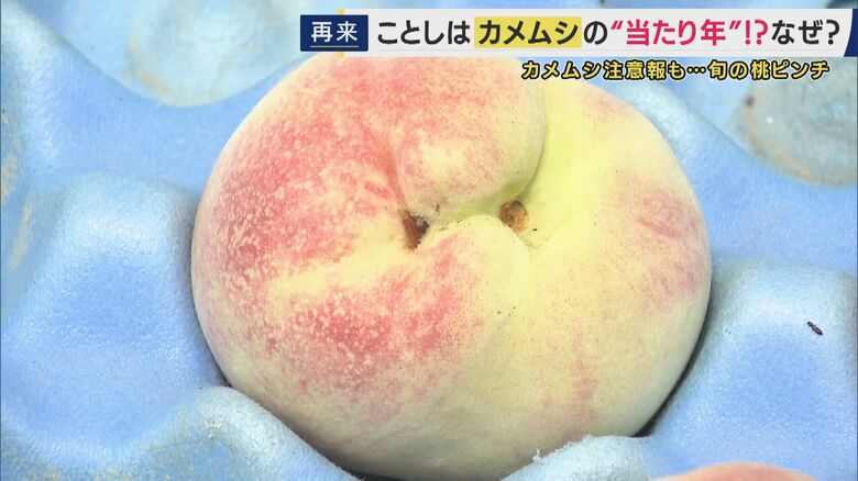 カメムシ被害に遭ったモモ