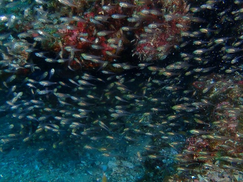 自然界でのキンメモドキ（提供：アクアマリンふくしま）