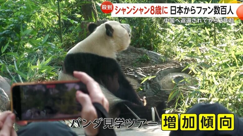 日本の大手代理店が企画するなど増加傾向にある中国へのパンダ見学ツアー