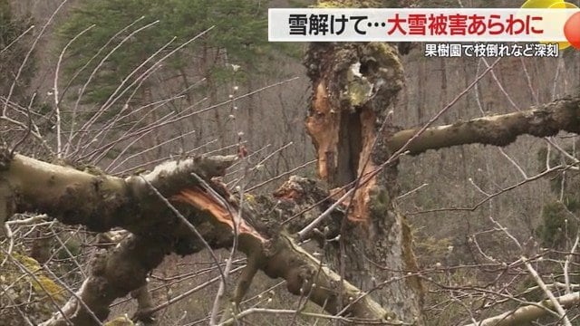 立派に育った果樹の太い枝が、雪の重みに耐えられず折れたり割れたりしていた
