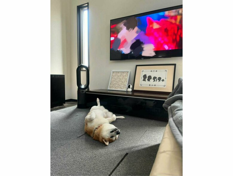 韓国ドラマを見ている飼い主にへそ天でアピール（提供：柴犬 sasuke_紗助さん）