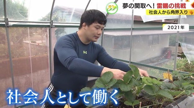 社会人として仕事をしていた雷鵬（2021年）