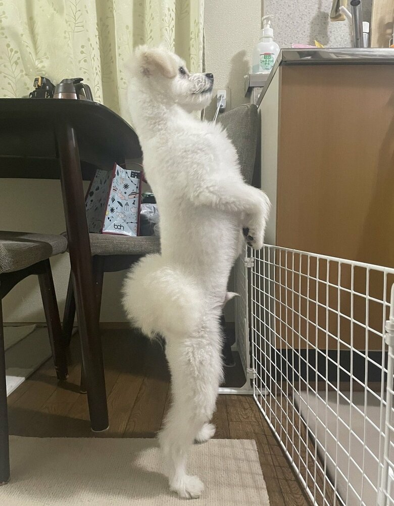 ごはん待ち