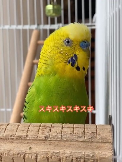 「スキスキスキ！」