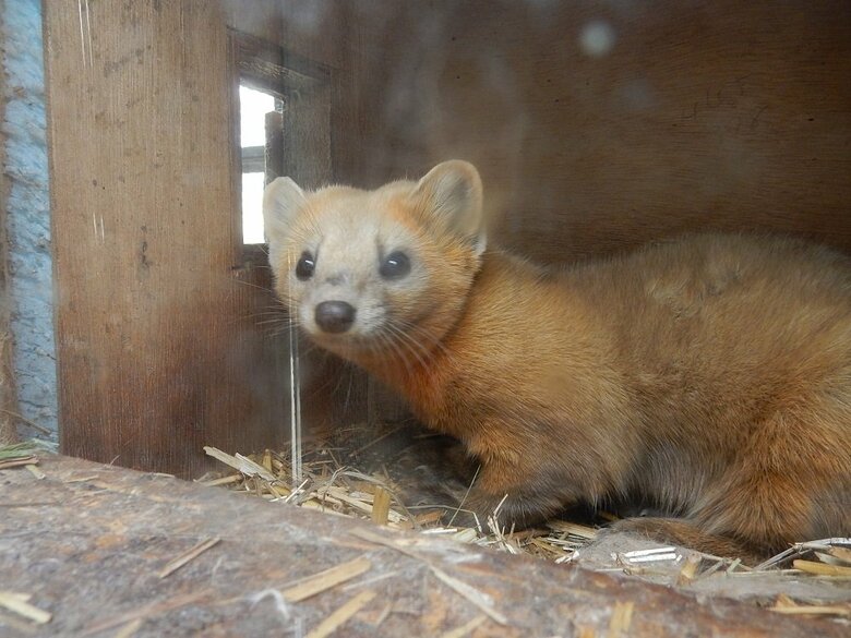 視線を感じて警戒している（提供：釧路市動物園）