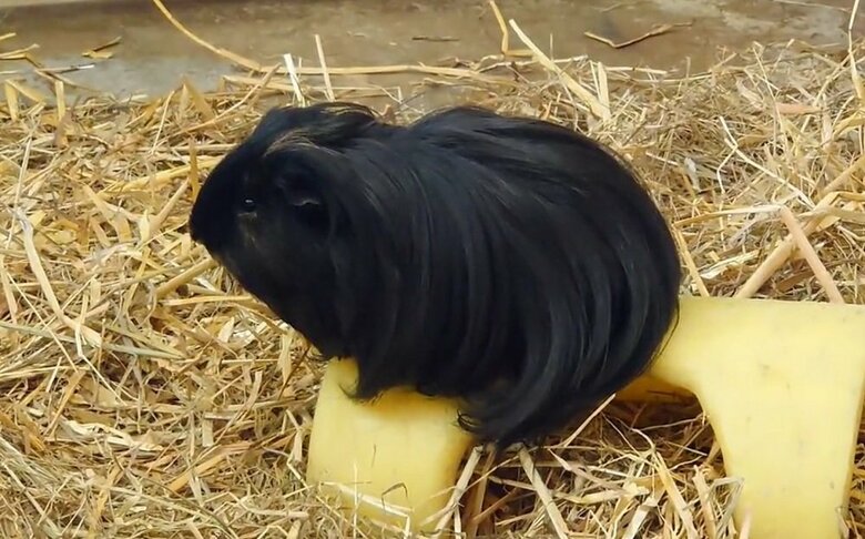 ウィッグに見える正体はくろまめくん（提供：おびひろ動物園）