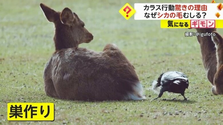 専門家によると「巣作り」のためお尻の柔らかい毛を集めているという