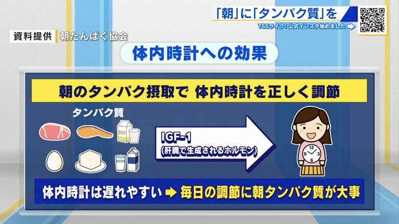 体内時計への効果（資料提供：朝たんぱく協会）