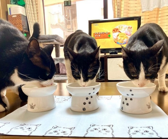 ご飯をもぐもぐ（左から凛くん、静ちゃん、空くん）