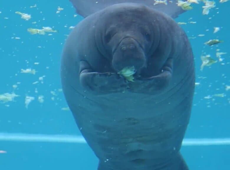 ゆっくり少しずつ食べ進めている（提供：かぶつさん）