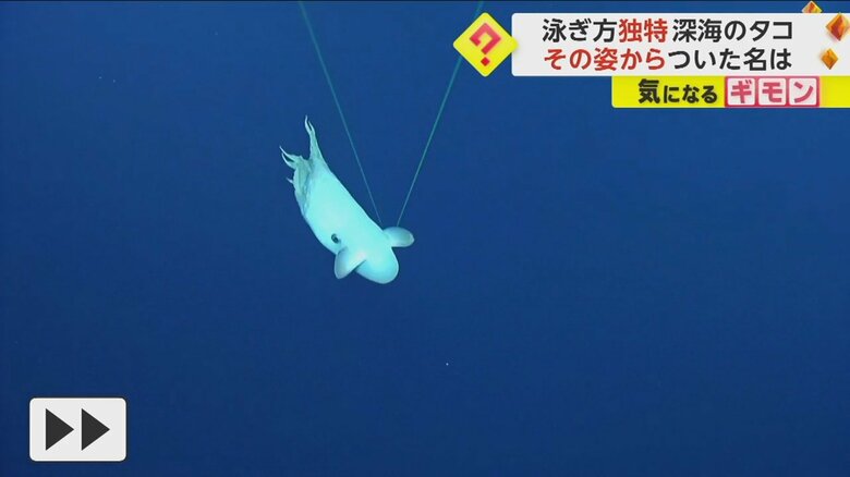 頭についている耳のようなものを動かして泳ぐダンボオクトパス⑥