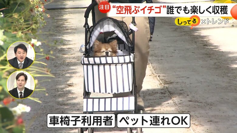 ワンちゃんと一緒に入ることもできる空飛ぶイチゴ畑「グランベリー大地」