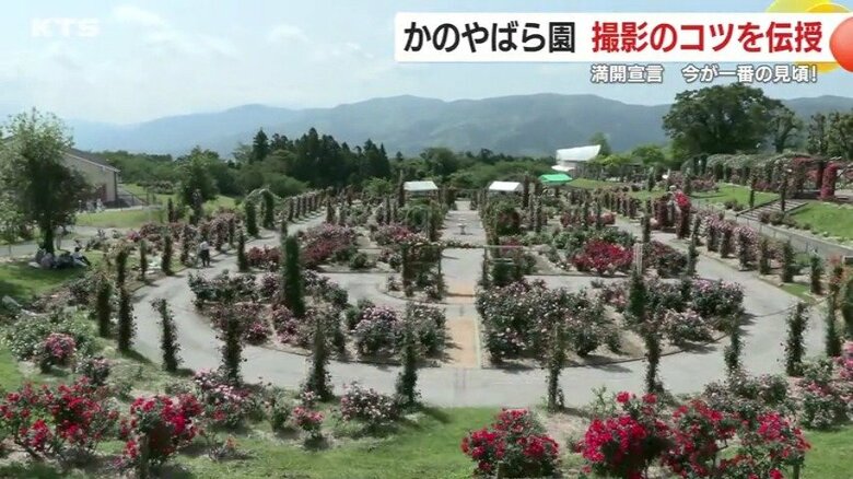 日本最大規模のバラ園「かのやばら園」