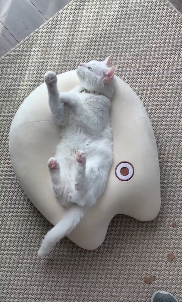 提供：@hakusama0906