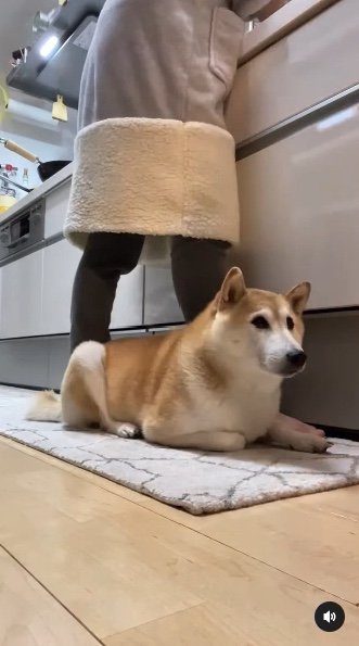 提供：柴犬Mamesuke・Korosuke大阪さん