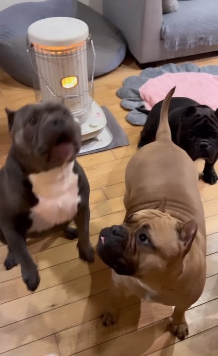 まずはレティちゃんたちがおやつキャッチに成功