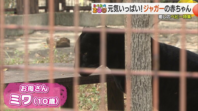 公開されたばかりのジャガーの赤ちゃんのお母さんジャガー