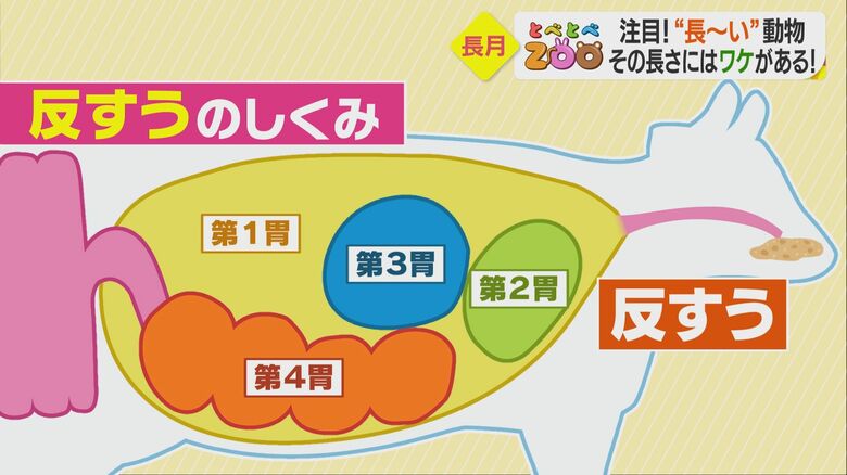 一度のみこんだ食物を細かくすりつぶすため、口の中に戻す