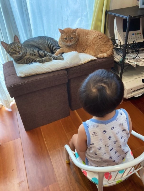 提供：かぎしっぽすず&つむぎさん