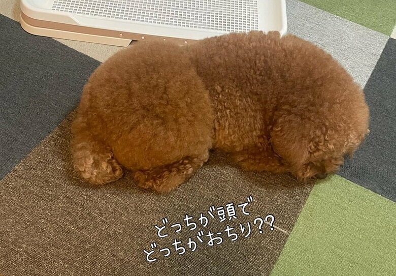 どっちがパルムくんの頭でしょうか？
