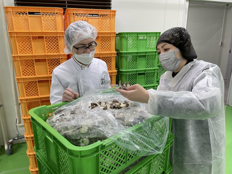 マイタケの茎をバイヤーが見学する