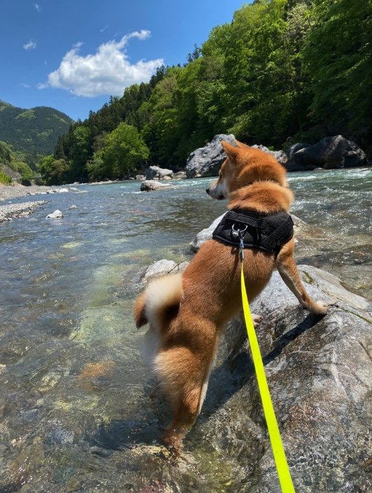 提供：柴犬 雷吾さん