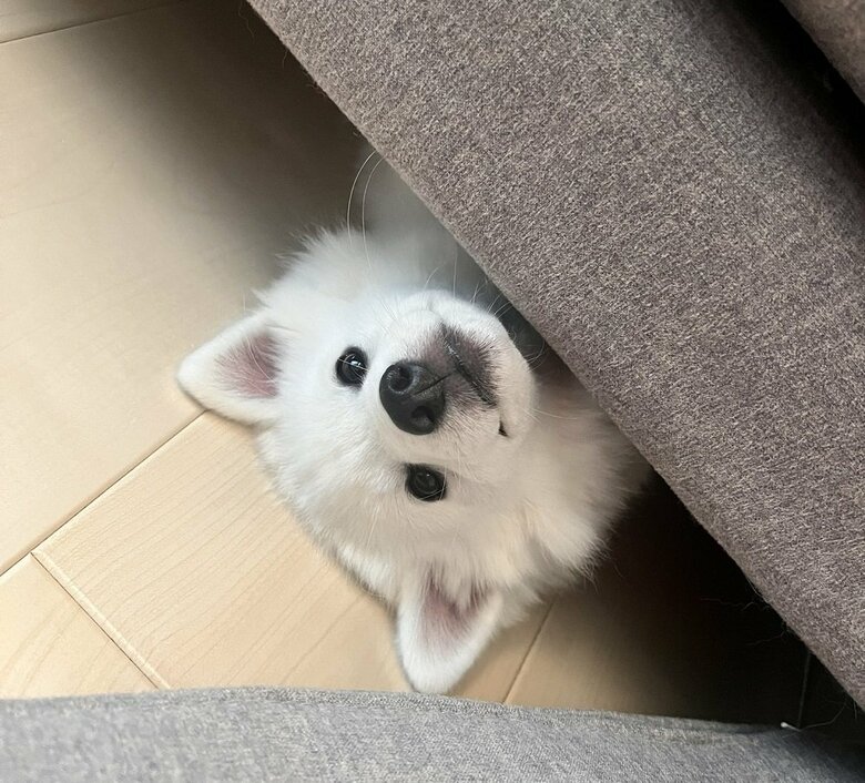 ソファ下からひょっこり