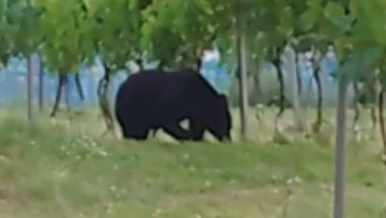 クマがブドウ畑に出没（6月4日午後7時頃）提供：視聴者