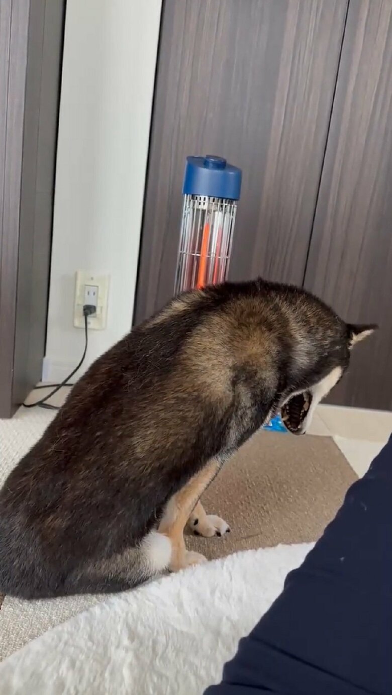 大きなあくびをして…