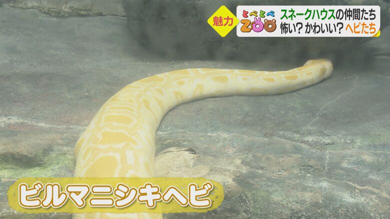 ビルマニシキヘビの「マツリ」くん