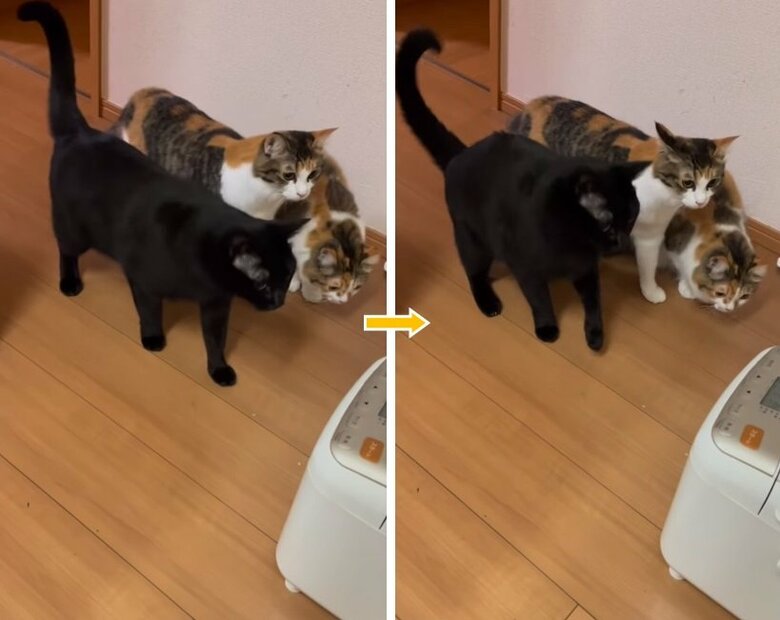 音がするたびに「ビクッ」！