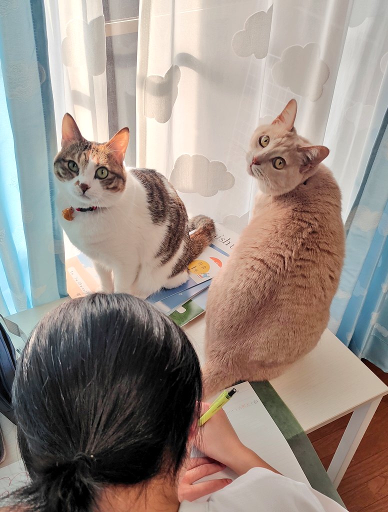 提供：nyaokoさん