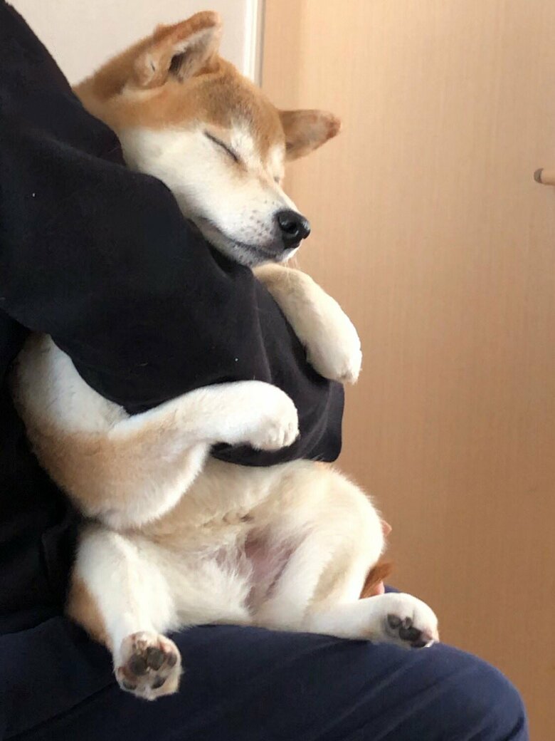提供：柴犬ももさん
