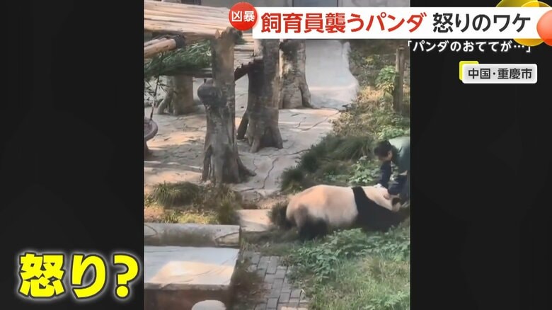 飼育員に襲いかかるパンダ