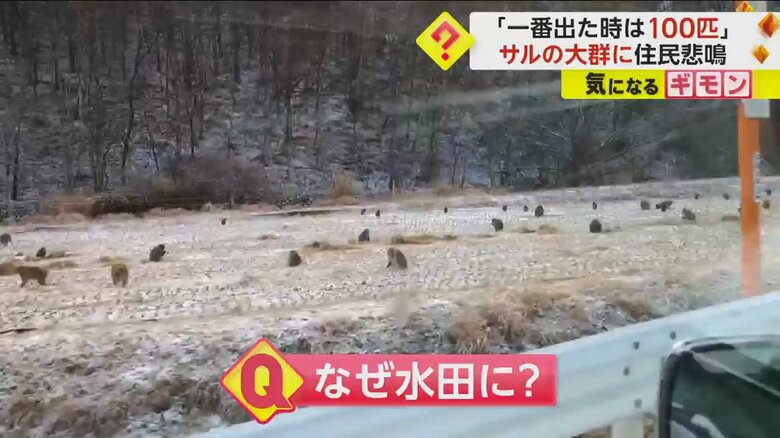 雪の積もった水田に現れた多数のサル