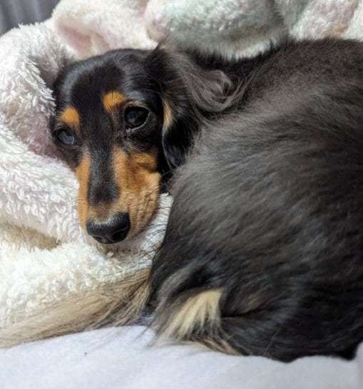 リラックス中のこうちゃん